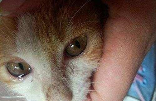 猫的一只眼睛感觉有雾是怎么回事不要大意了你要采取这些措施