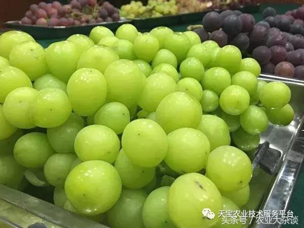 种好阳光玫瑰葡萄看这一篇文章就够了!