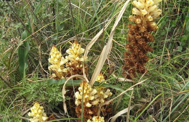 农村这三种壮阳草药, 老中医从来不会告诉你!