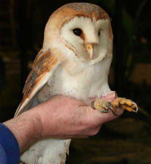 男子户外救下一窝丑鸟,精心养大后却发现大惊喜