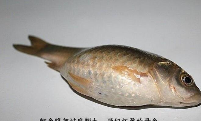 鲫鱼独大如球, 里面长满面条虫还不停蠕动