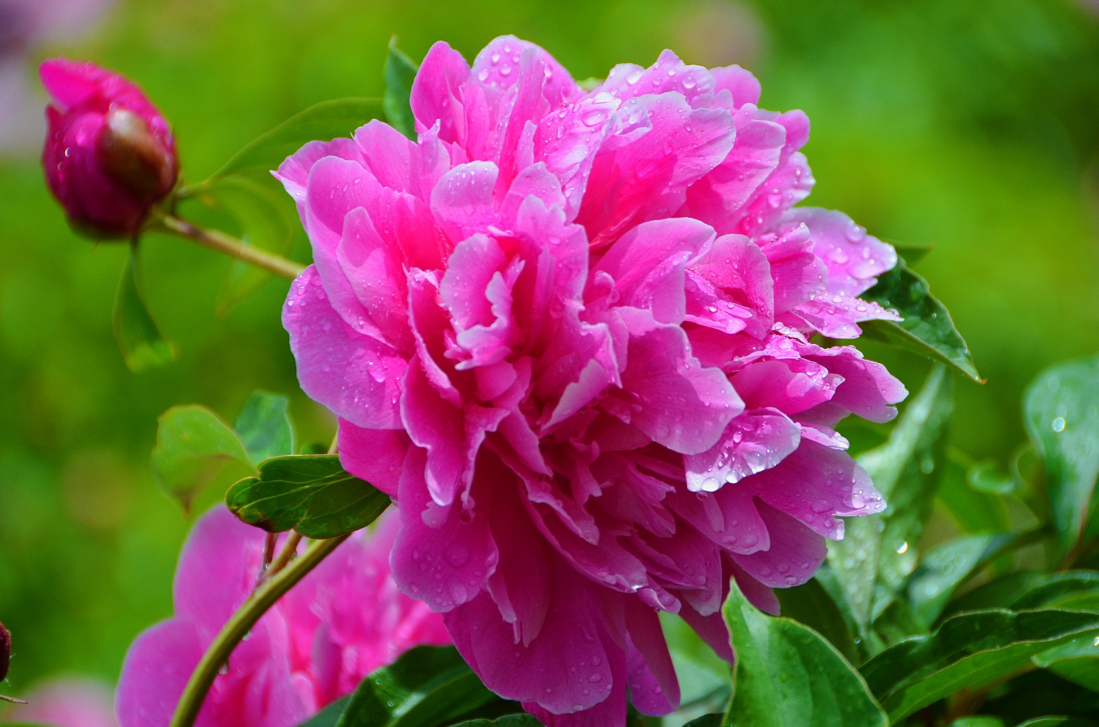 雨中芍药,格外娇艳,拍于今天