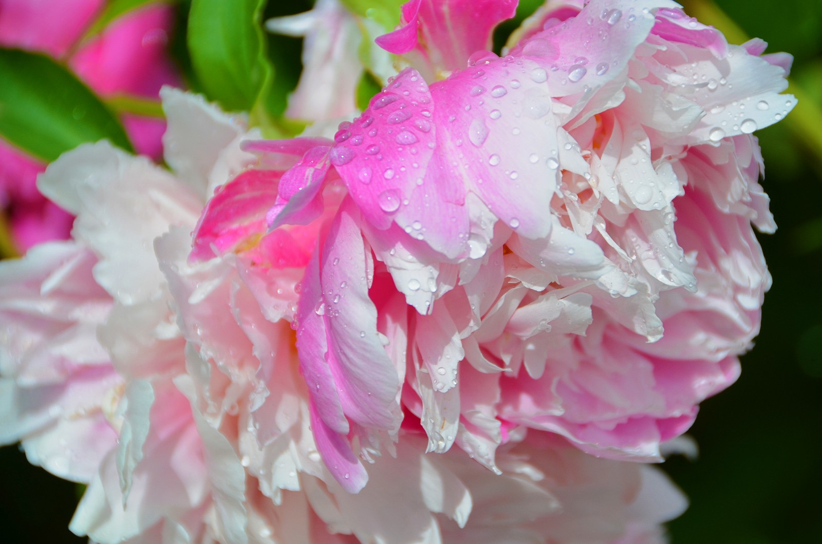 雨中芍药,格外娇艳,拍于今天
