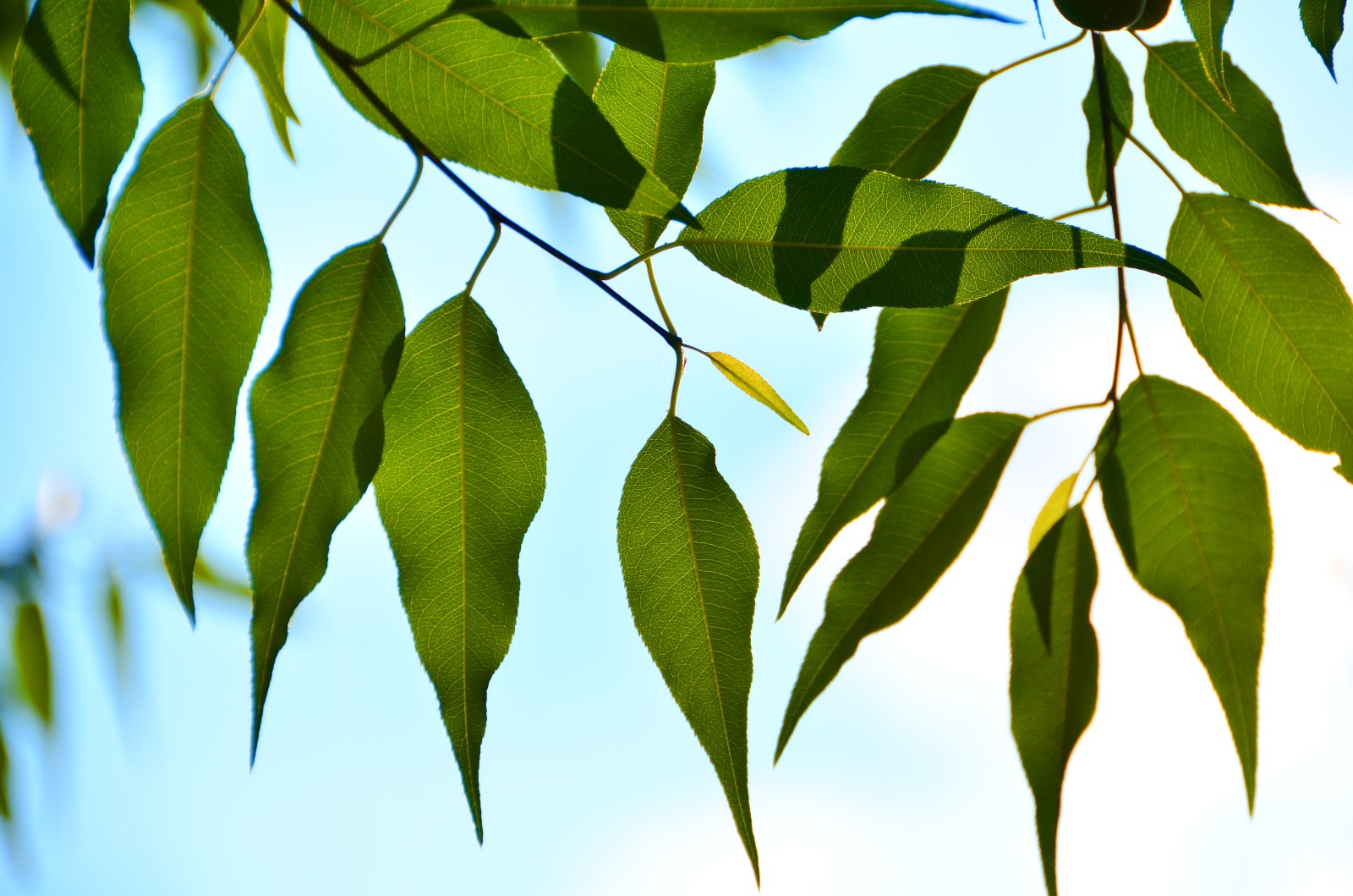 透过阳光的山桃花叶子也别有一番韵味,拍于昨天