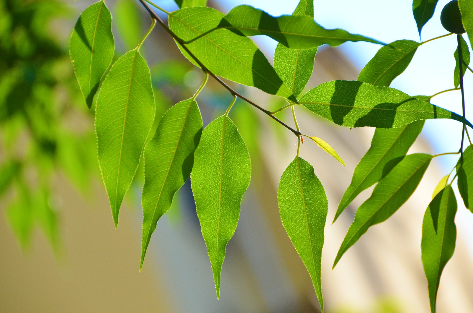 透过阳光的山桃花叶子也别有一番韵味拍于昨天