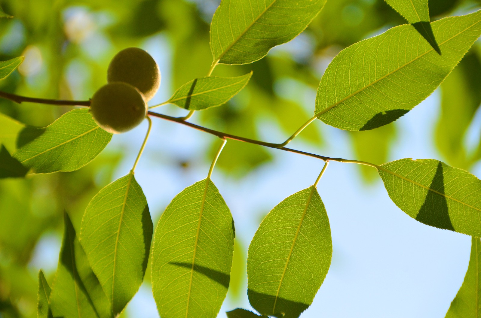透过阳光的山桃花叶子也别有一番韵味,拍于昨天