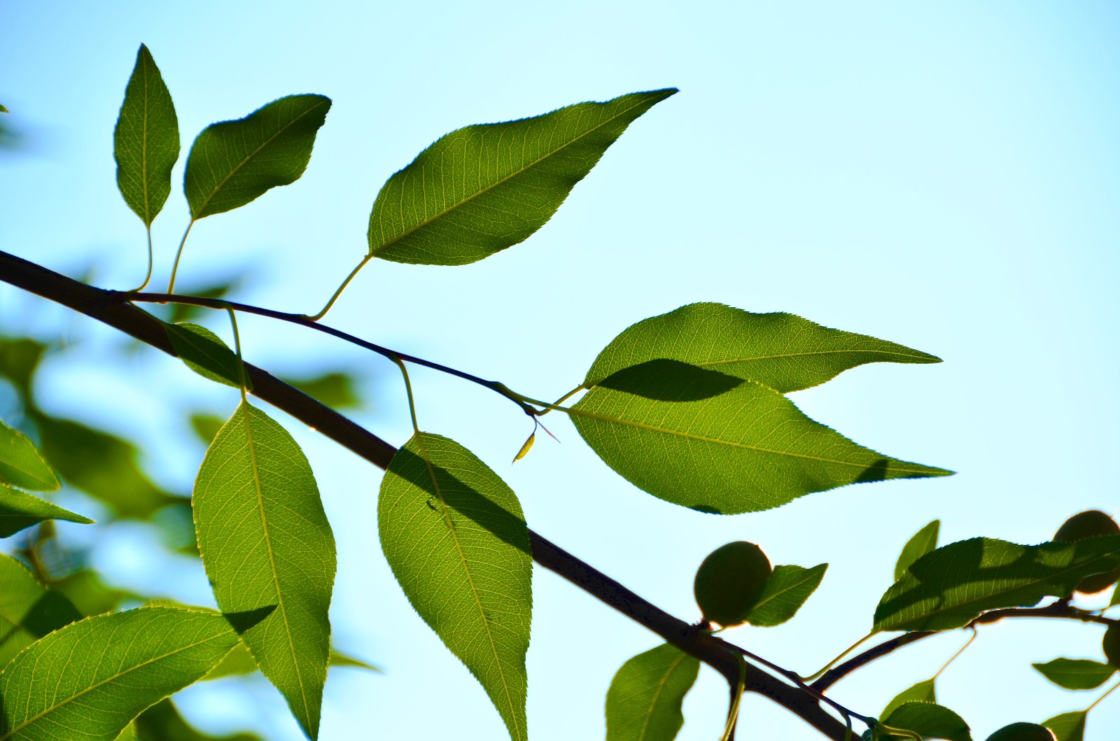 透过阳光的山桃花叶子也别有一番韵味拍于昨天