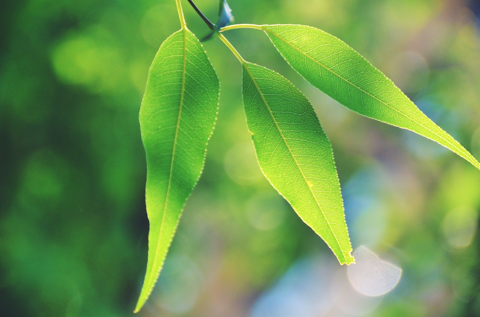 透过阳光的山桃花叶子也别有一番韵味拍于昨天