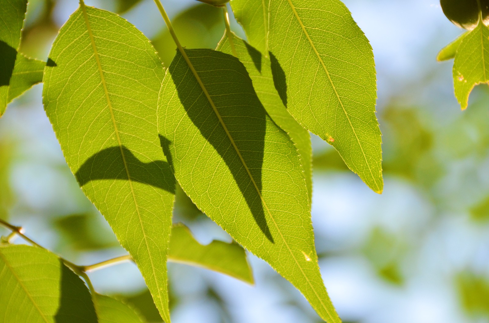 透过阳光的山桃花叶子也别有一番韵味拍于昨天