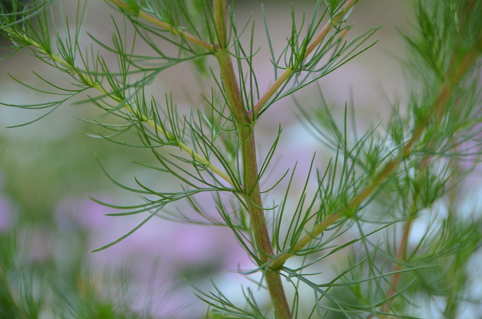 猪毛蒿地肤刺菜大麻原创摄影