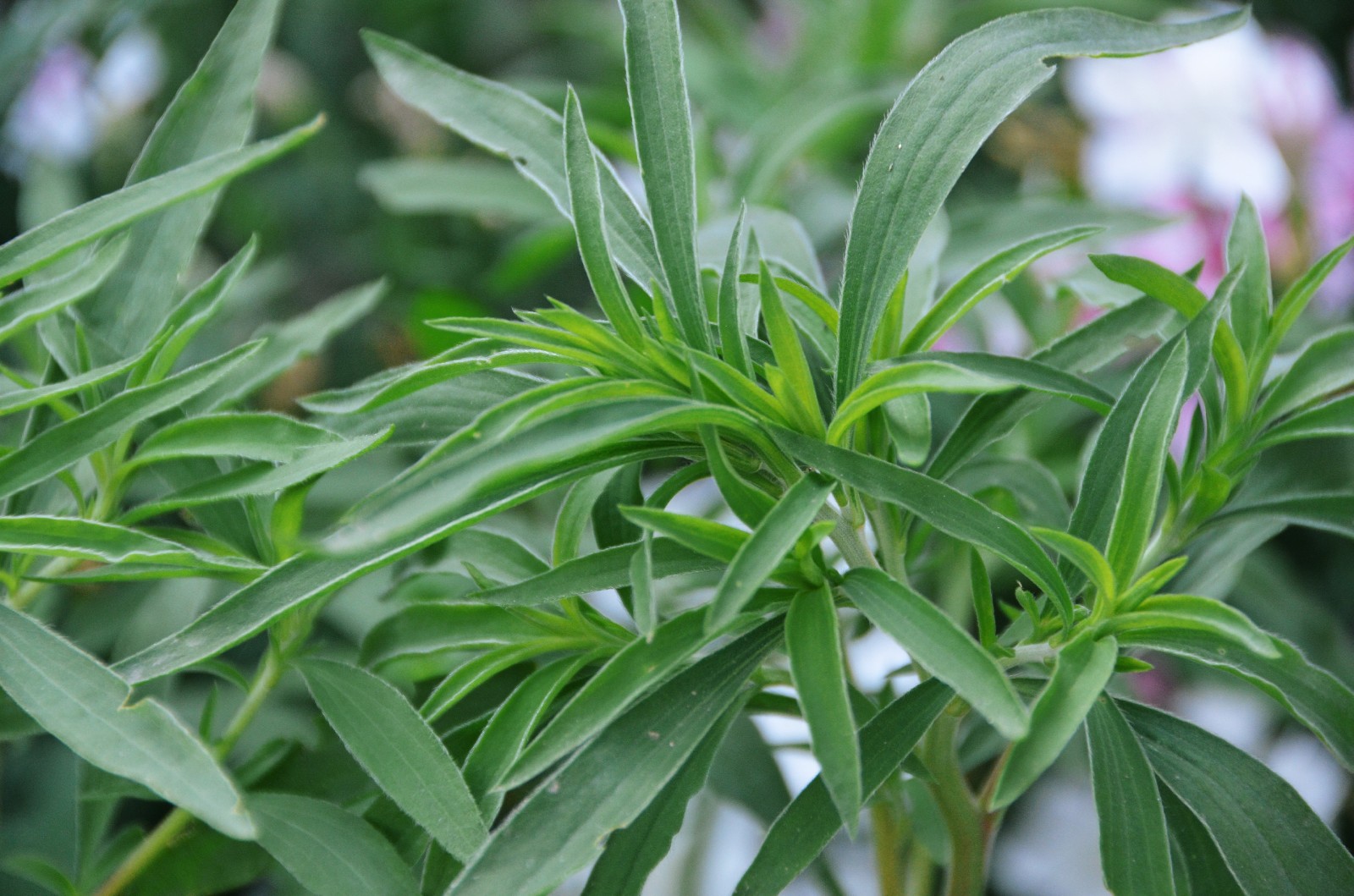 猪毛蒿地肤刺菜大麻原创摄影