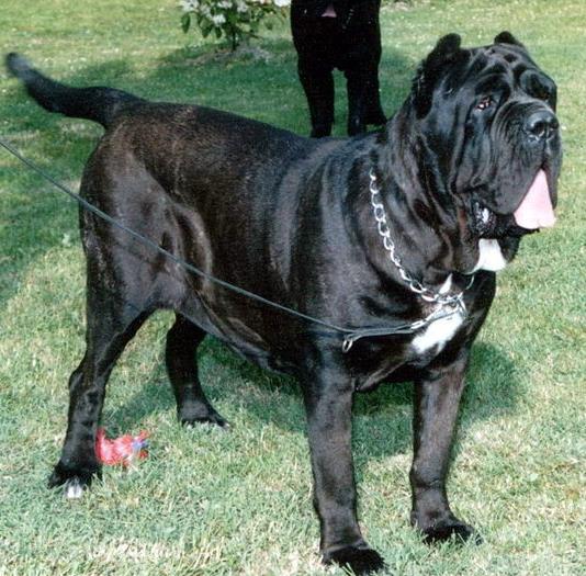 世界十大恶犬排行:中国藏獒都排不上号,第一名人见人怕