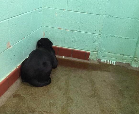 狗狗被主人恶意抛弃,一脸担惊受怕的表情,躲在角落瑟瑟发抖