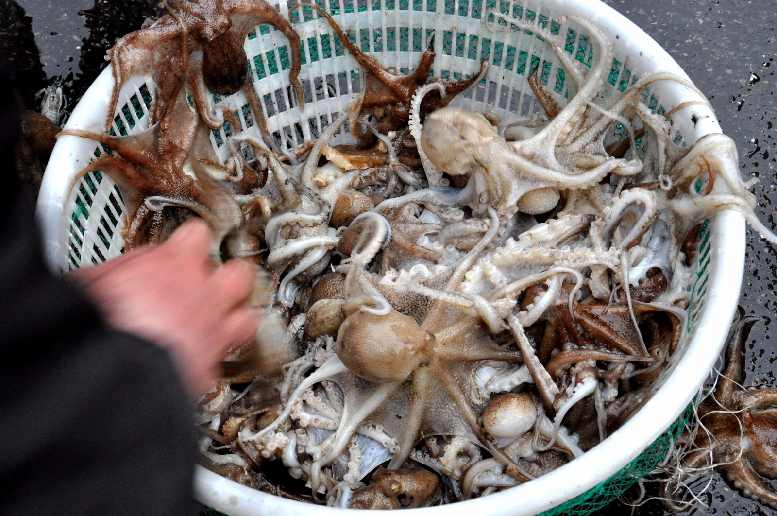 青岛早市 八带鮹大量上市 38元一斤 摊主推荐吃30一斤"残次品"