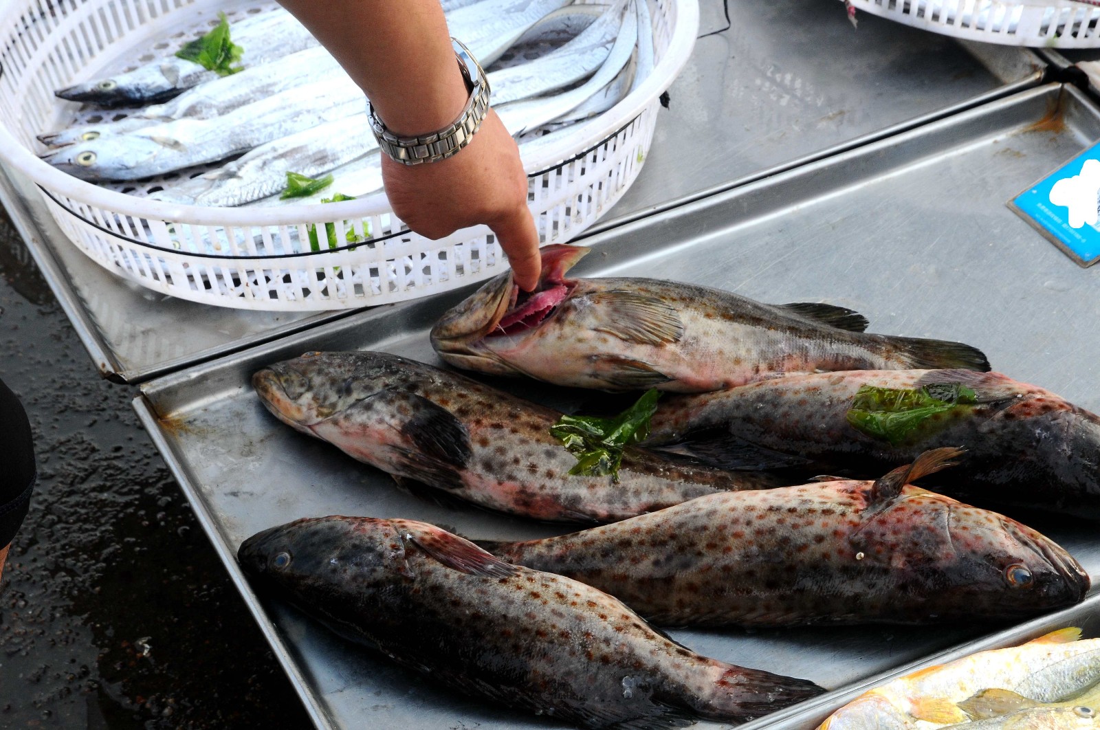 盛夏开启青岛早市海瓜子来了16元一斤麻辣爆炒喝啤酒好