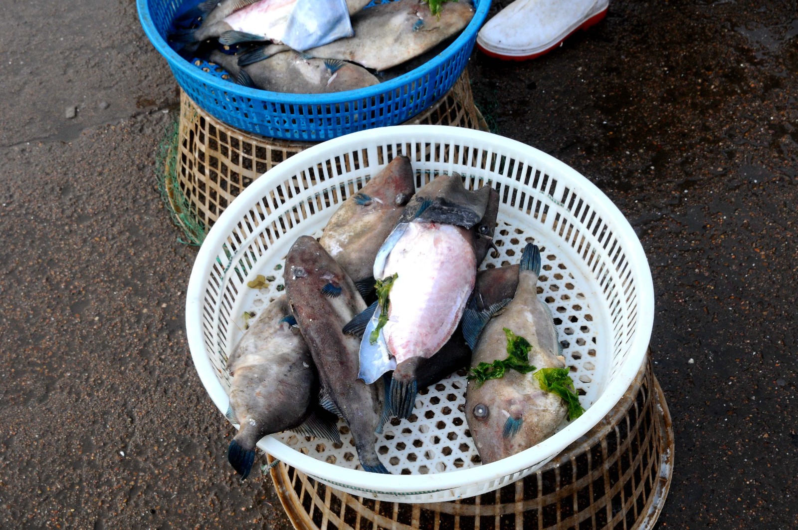 盛夏开启青岛早市海瓜子来了16元一斤麻辣爆炒喝啤酒好