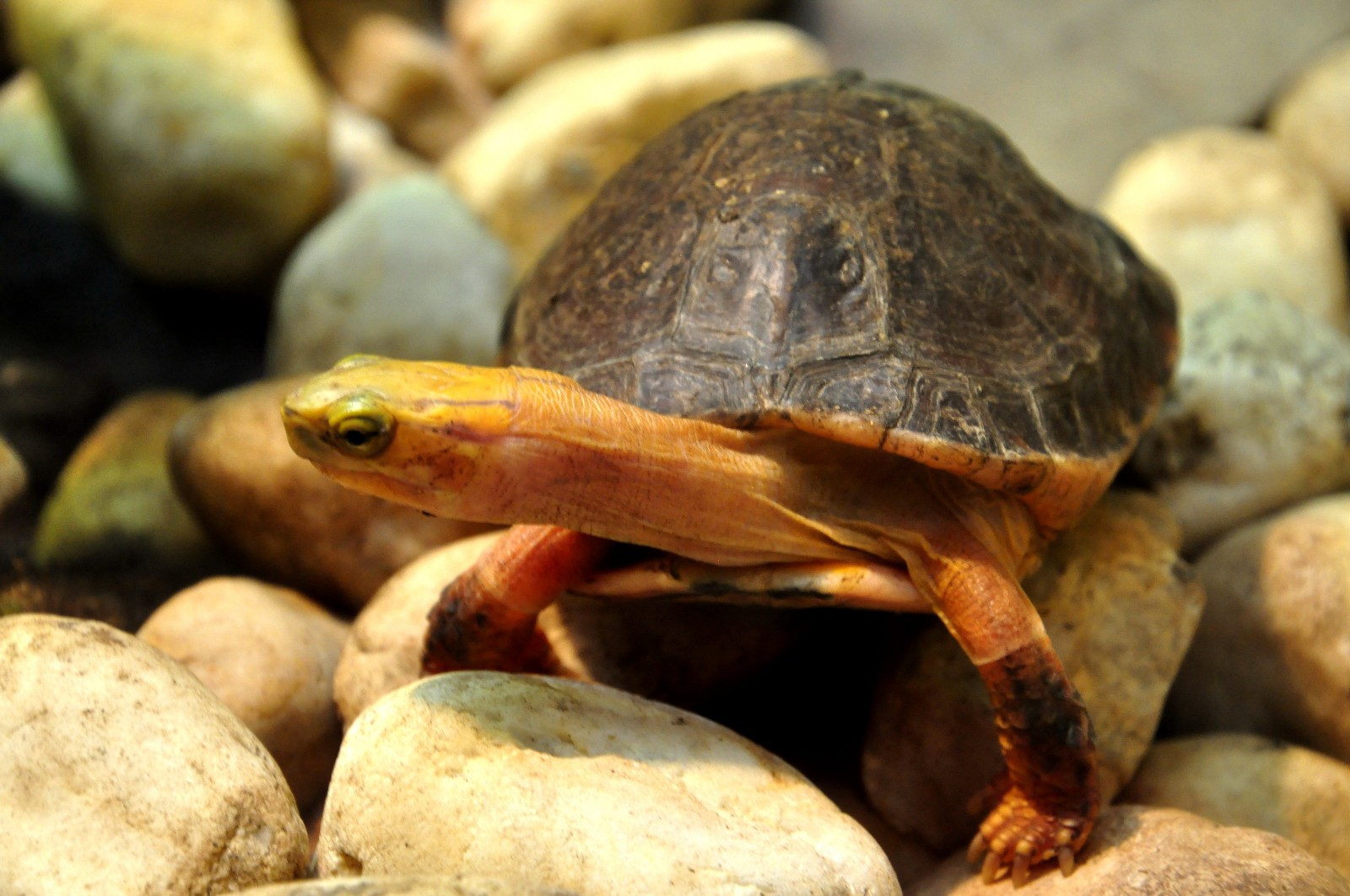 苏门答腊虎狐獴大熊猫金狮狨龟