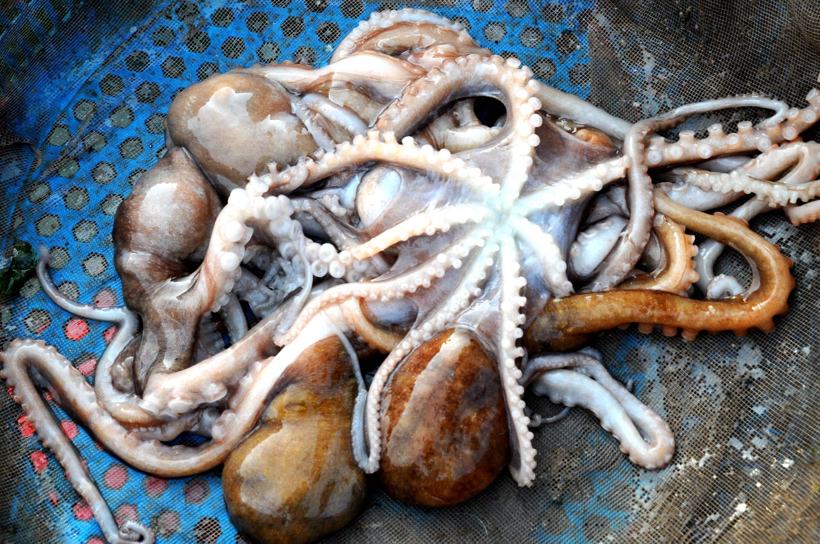 休渔期过半 早市大八带鮹28一斤 黄花鱼16元一斤 清蒸 凉拌开胃菜