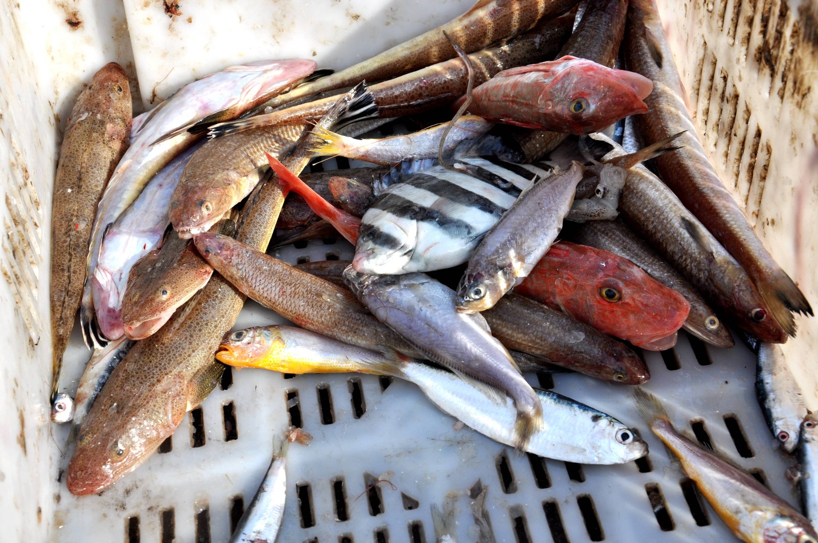 初冬逛青岛码头 海鲜种类多 价格可还价 买200元鲳鱼还送"赠品"