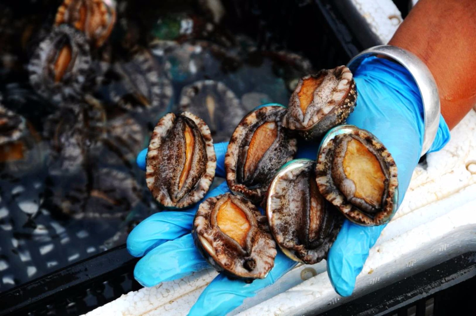 同学头一回请客吃鲍鱼来一斤大鲍鱼服务员笑说土老帽场面尴尬