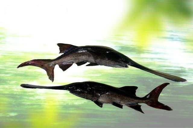 3亿年之前就在地球上生活 每公斤售价高达四百至五百美元|匙吻鲟|鸭嘴