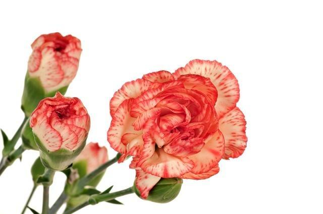 康乃馨象征不朽的母爱萱草是中国的母亲花