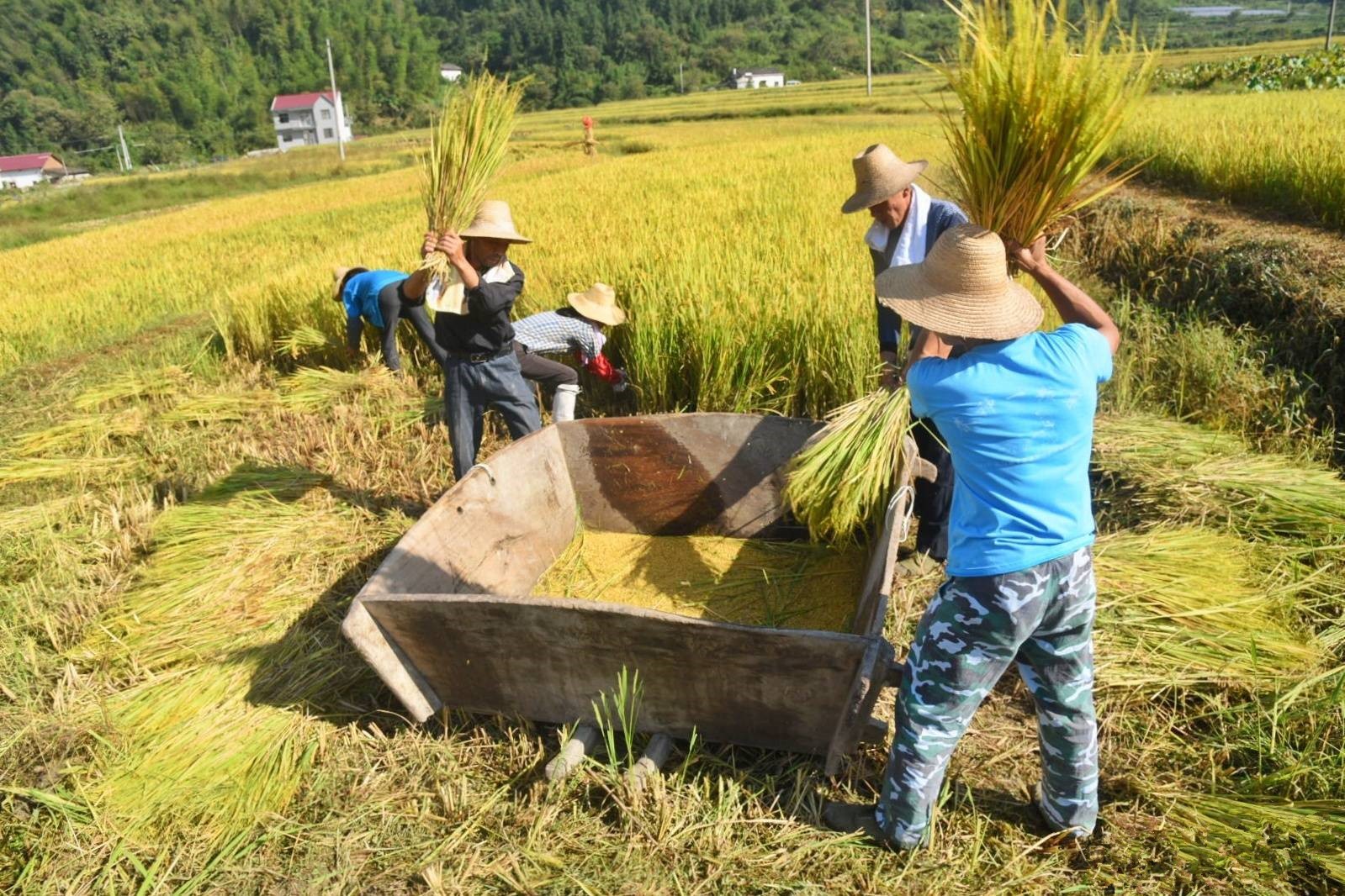 再现传统农耕文化体验农民辛苦与收获喜悦