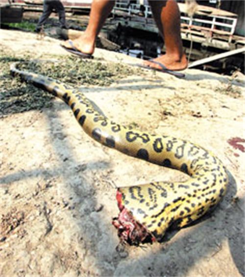贵州蟒蛇事件真相图片图片