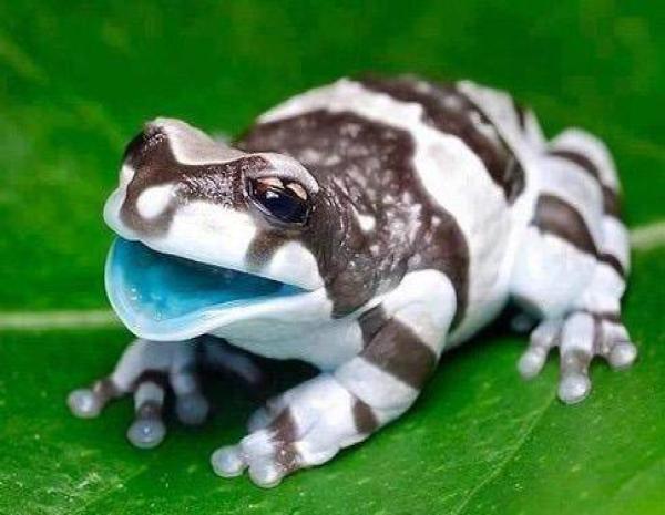 世界上罕见的神秘生物最后一个吓哭你