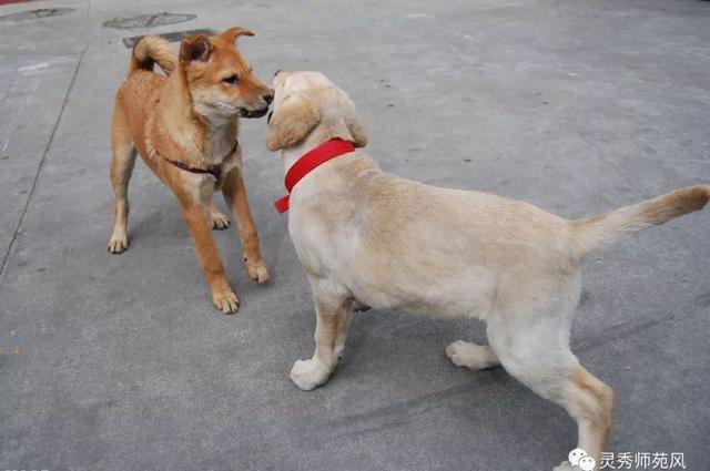 狗的繁殖能力特别强,至于它们还有没有更小的兄弟,村人就不知道了.