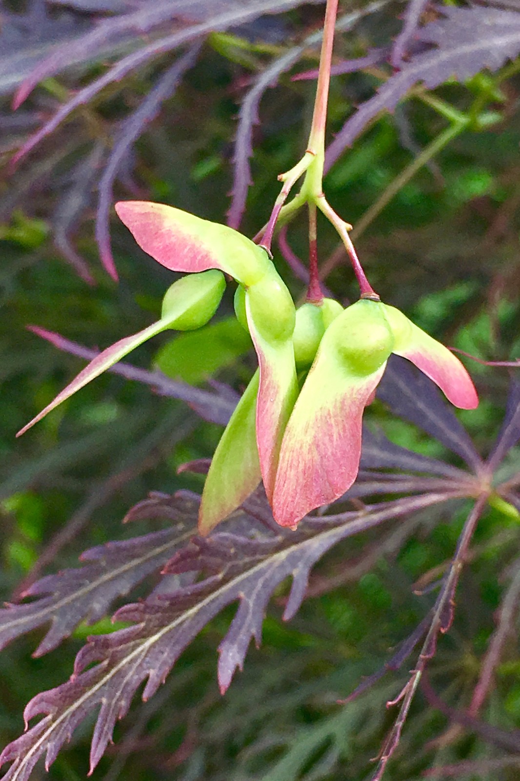 羽毛枫,日本红枫的果实