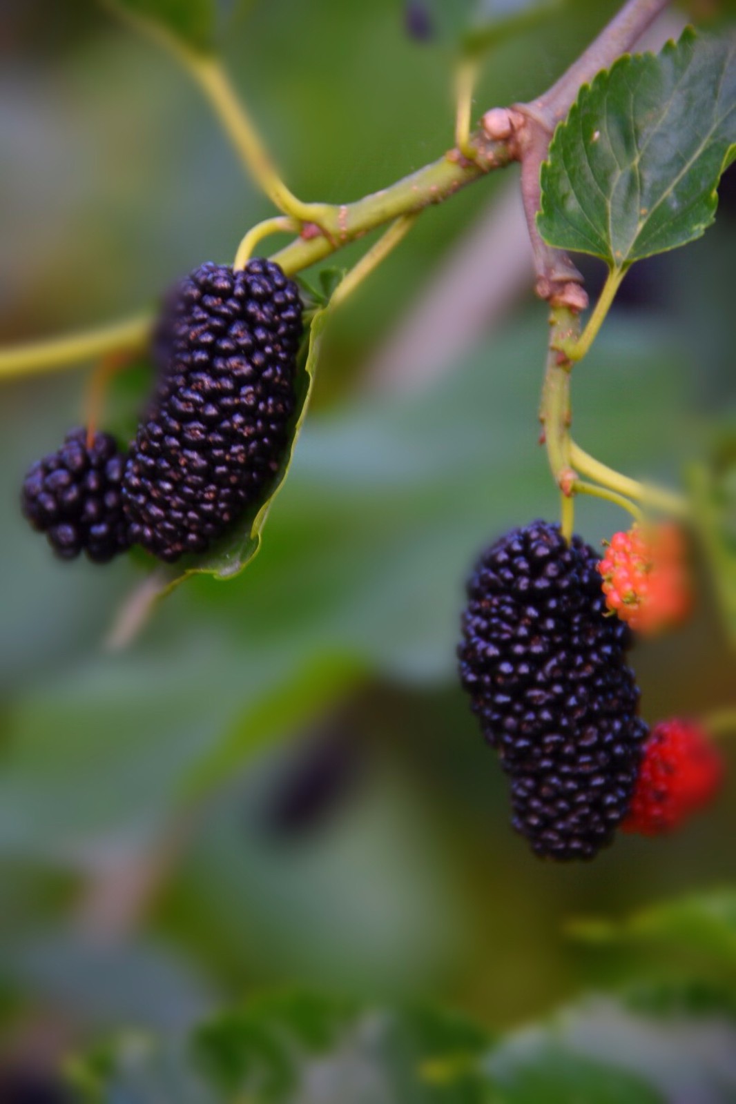 熟透了的桑葚又黑又水灵,好诱人啊 /18图