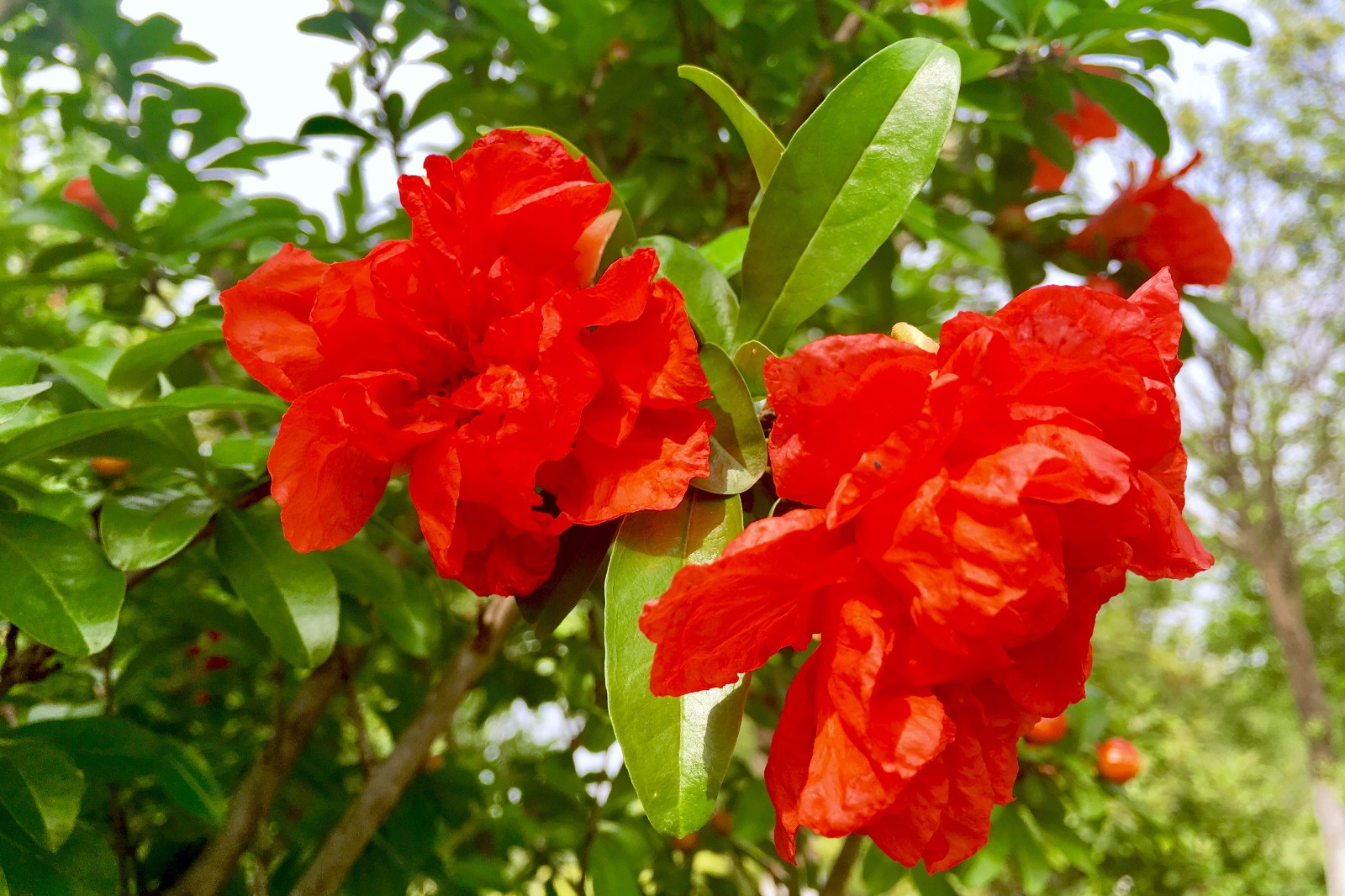 石榴花红五月石榴红