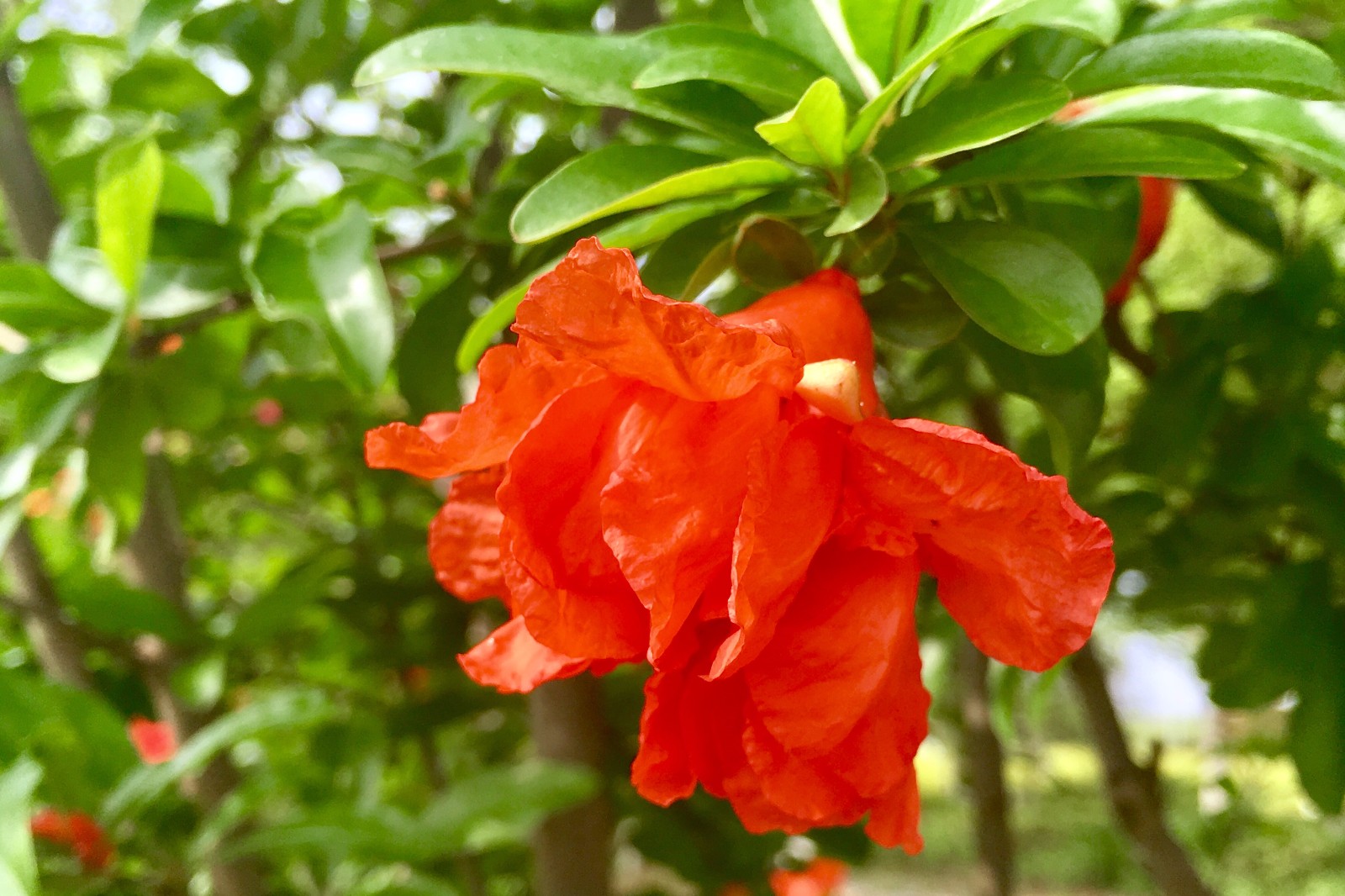石榴花红五月石榴红