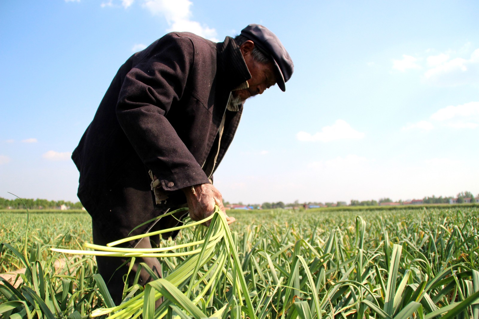 84岁老人下地干活走一步歇一步老百姓不种地吃啥啊