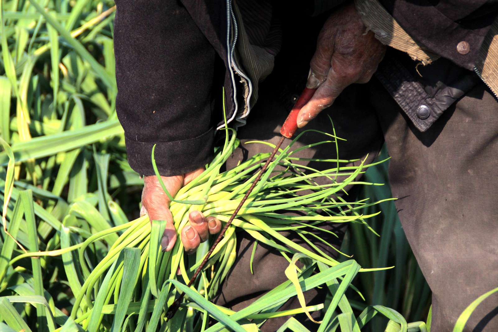 老人身体已不算硬朗,耳朵稍聋,眼睛也有点花,老人拿着利刀拔蒜苔时,手