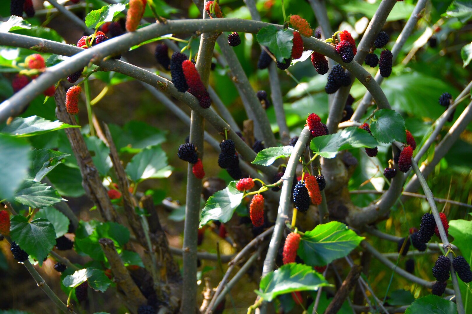 熟透了的桑葚又黑又水灵,好诱人啊 /18图