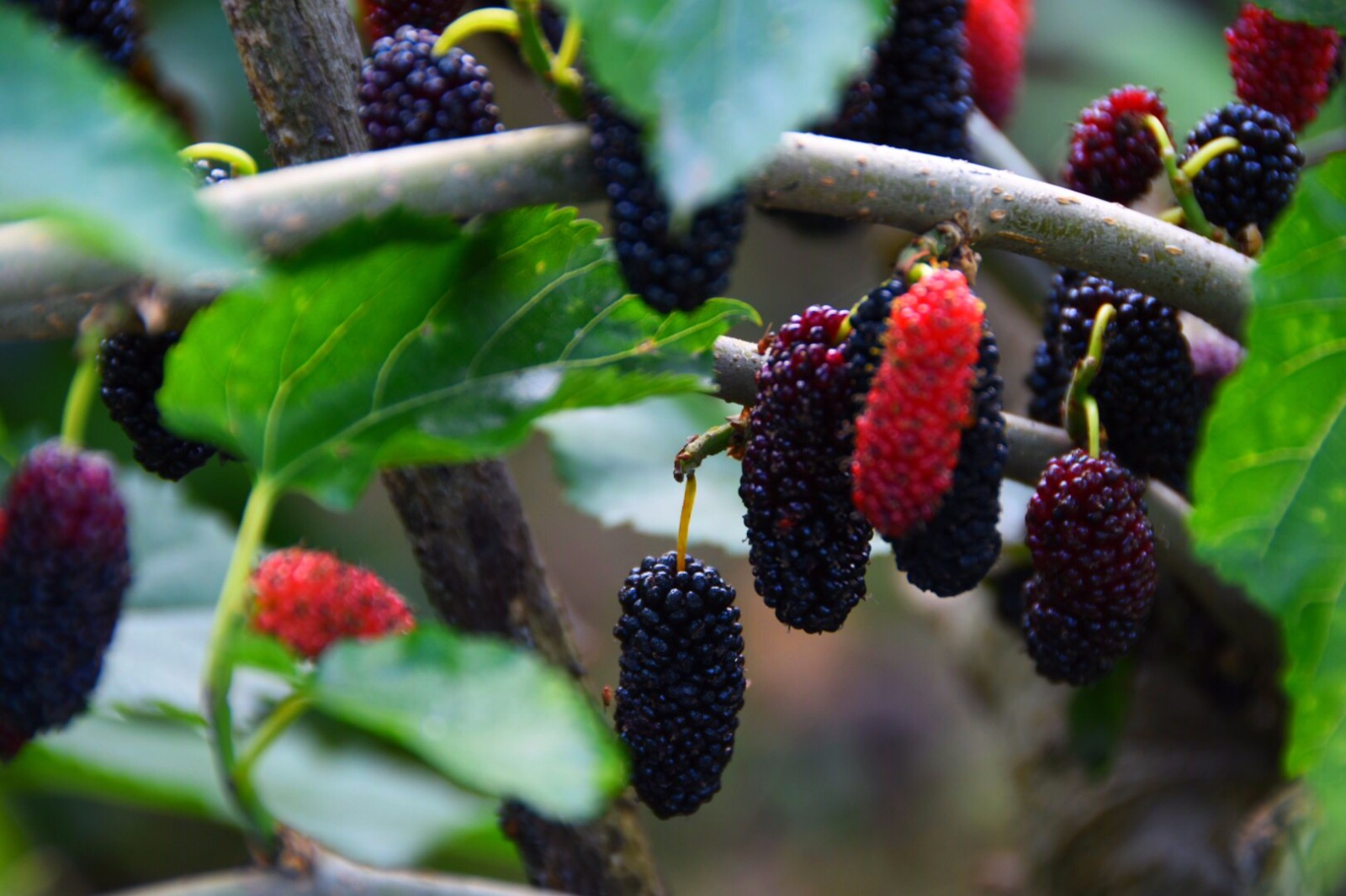 熟透了的桑葚又黑又水灵,好诱人啊 /18图