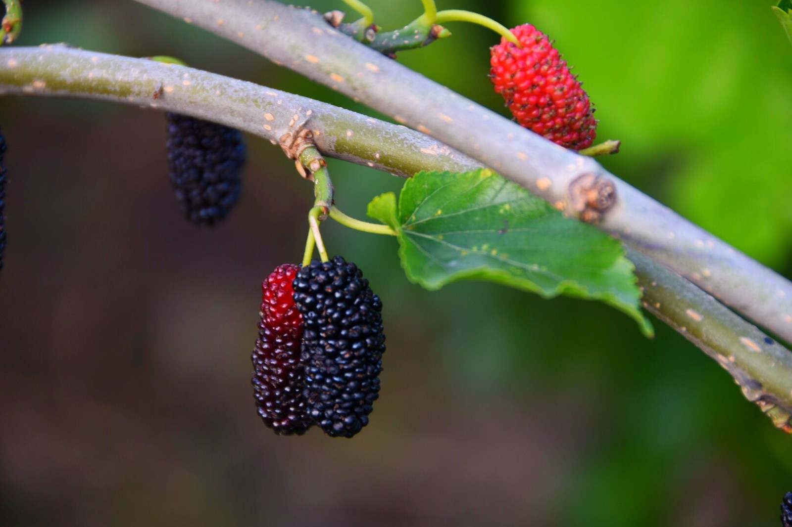 熟透了的桑葚又黑又水灵,好诱人啊 /18图