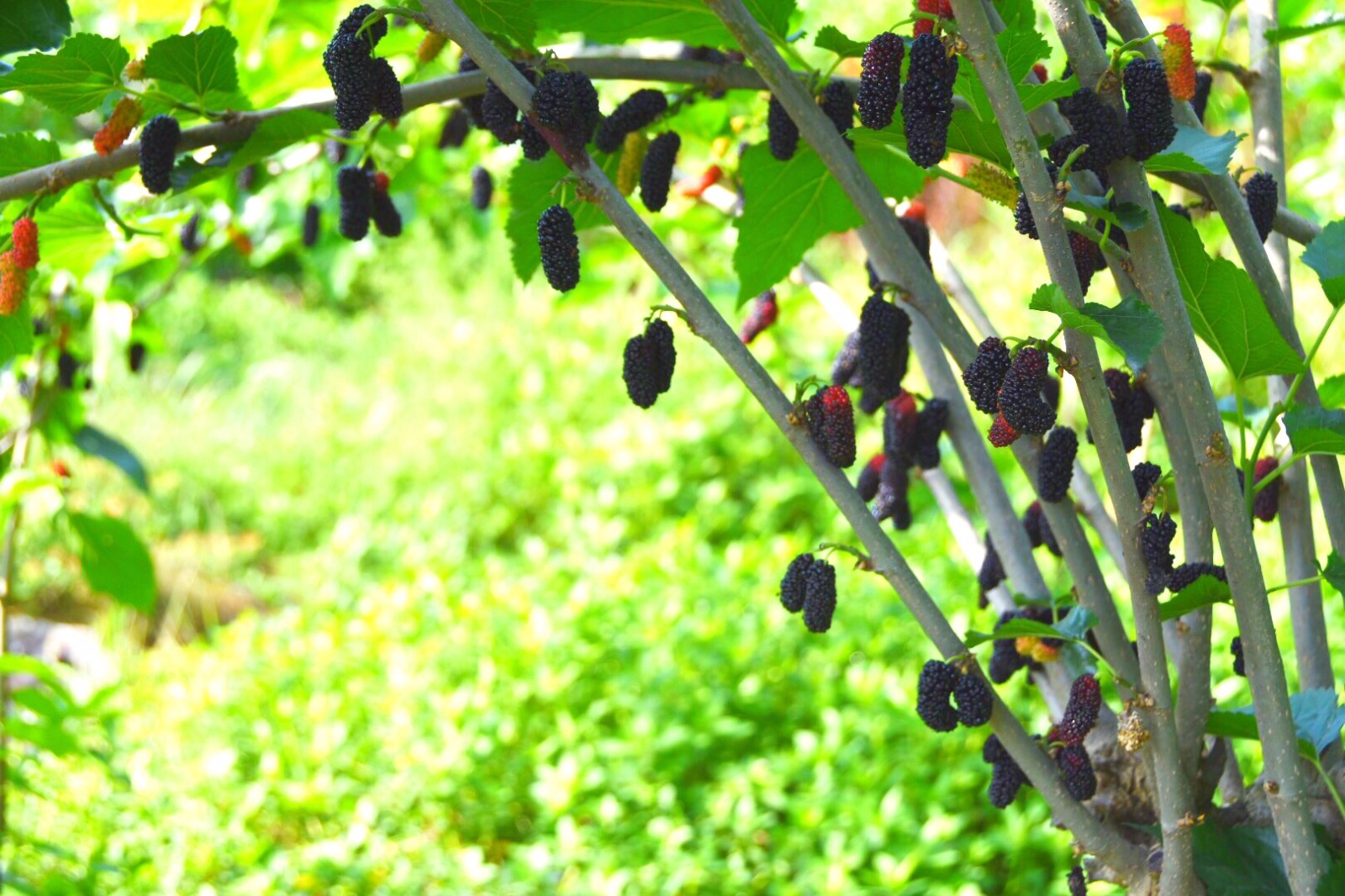 熟透了的桑葚又黑又水灵,好诱人啊 /18图