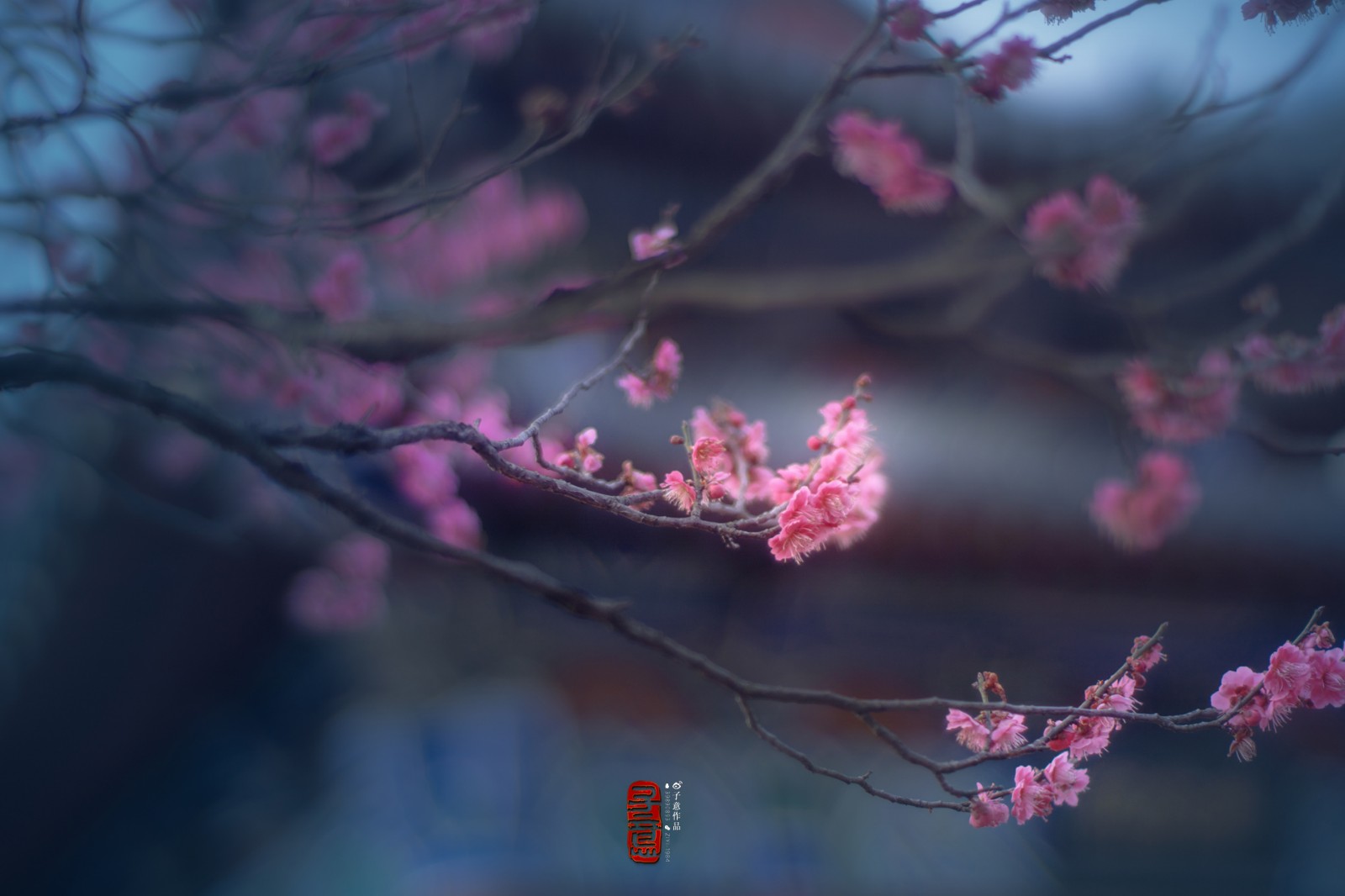 梅花树下初相知谢却年华只知梅