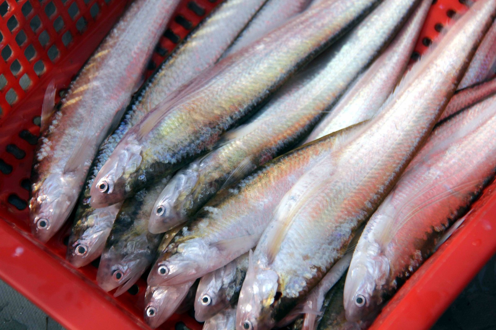 长江刀鱼捕捞进入倒计时,渔民表示今年的收成还不错