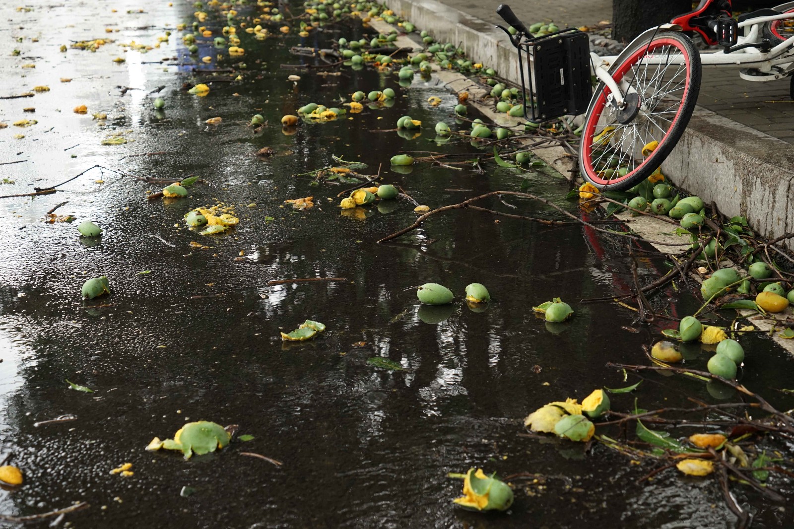 强台风"玛莉亚"登陆福建连江,福州芒果掉落一地