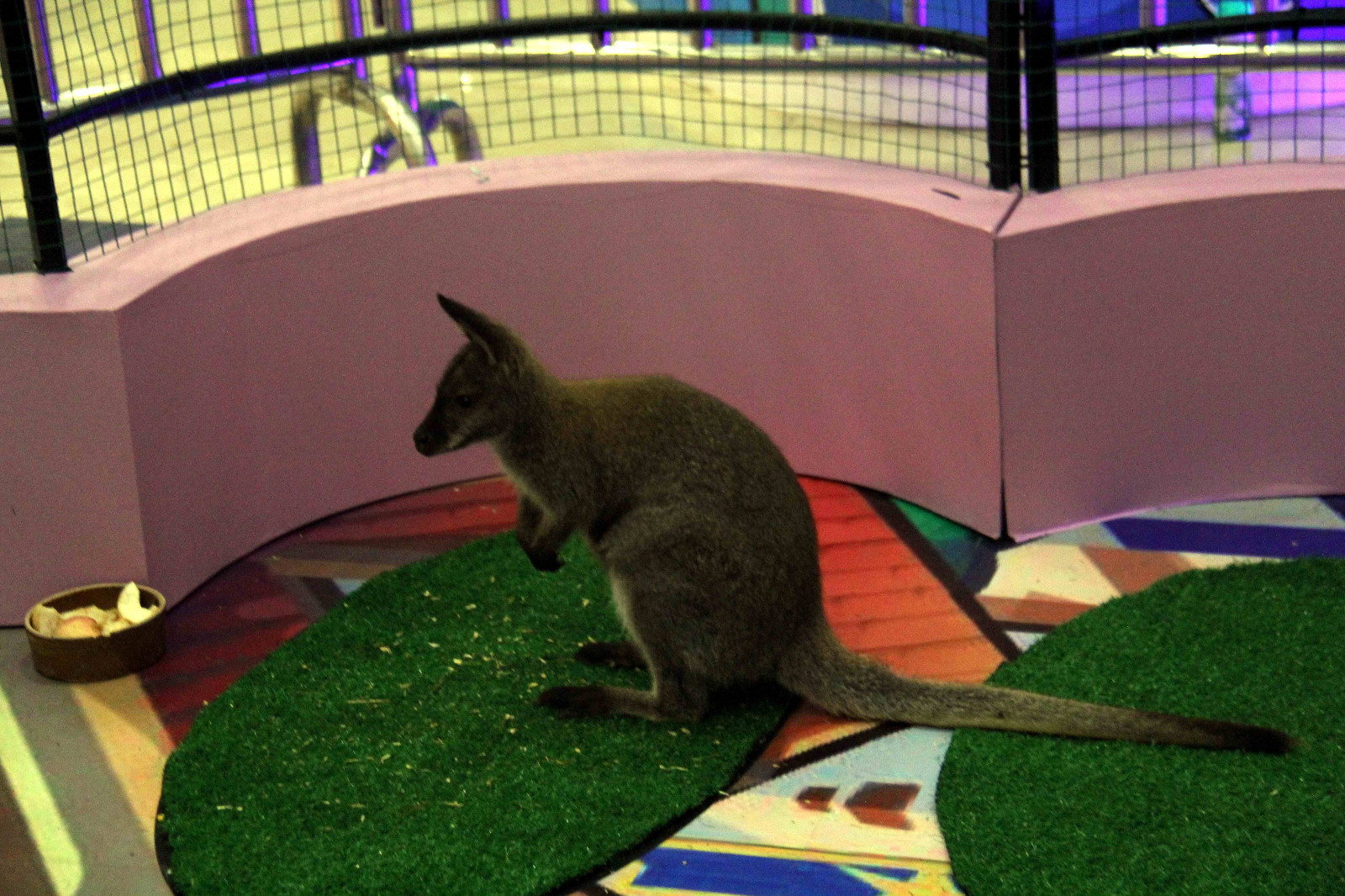 价值10多万澳大利亚袋鼠三伏天来中国,避暑"躲"进购物中心