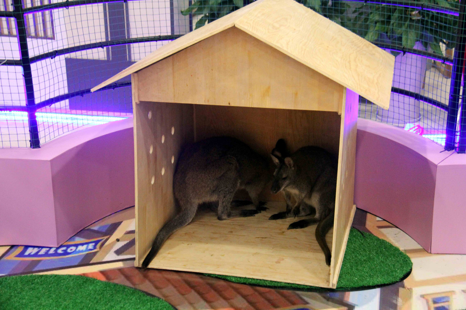 价值10多万澳大利亚袋鼠三伏天来中国,避暑"躲"进购物中心