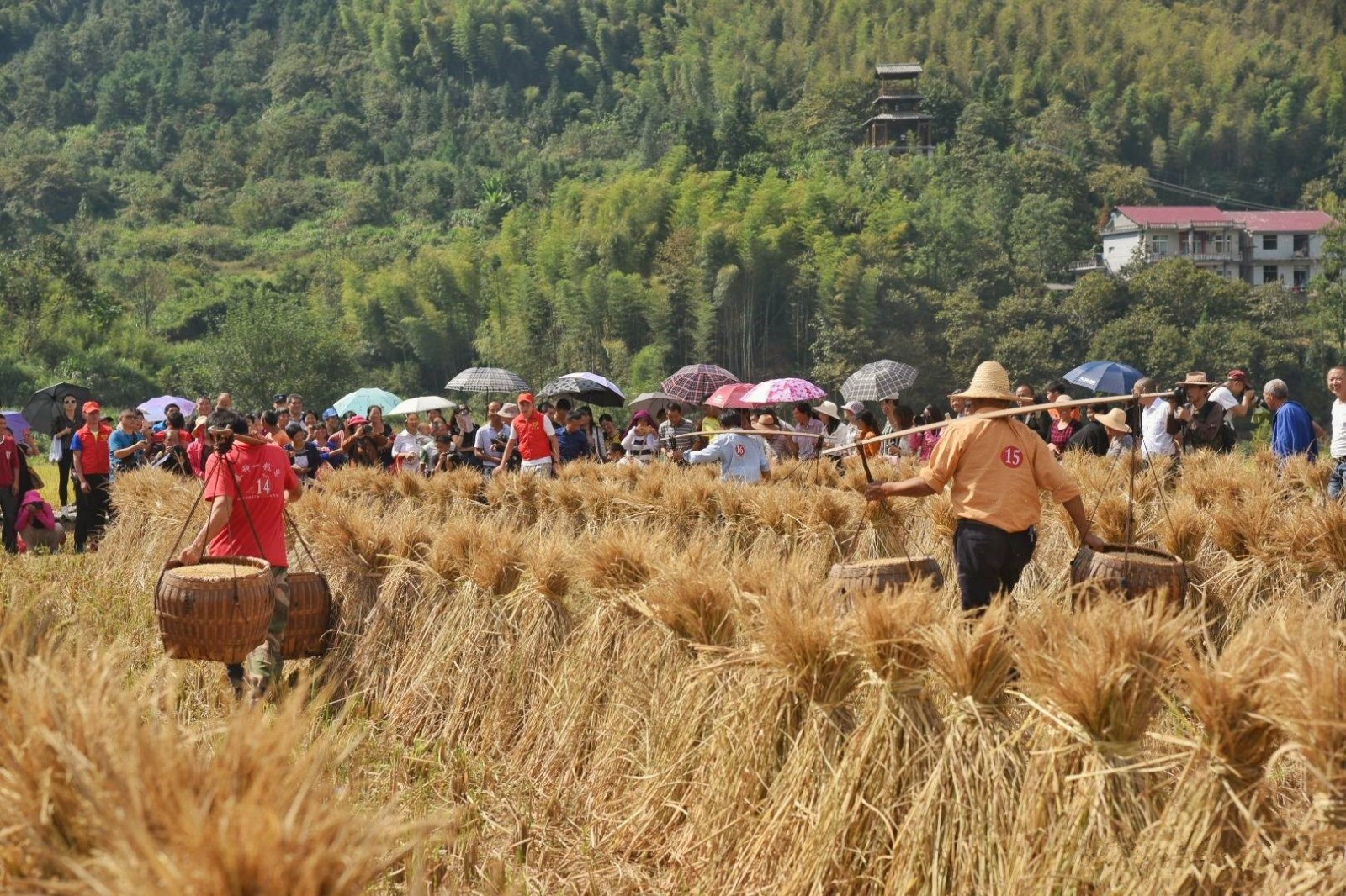 再现传统农耕文化体验农民辛苦与收获喜悦