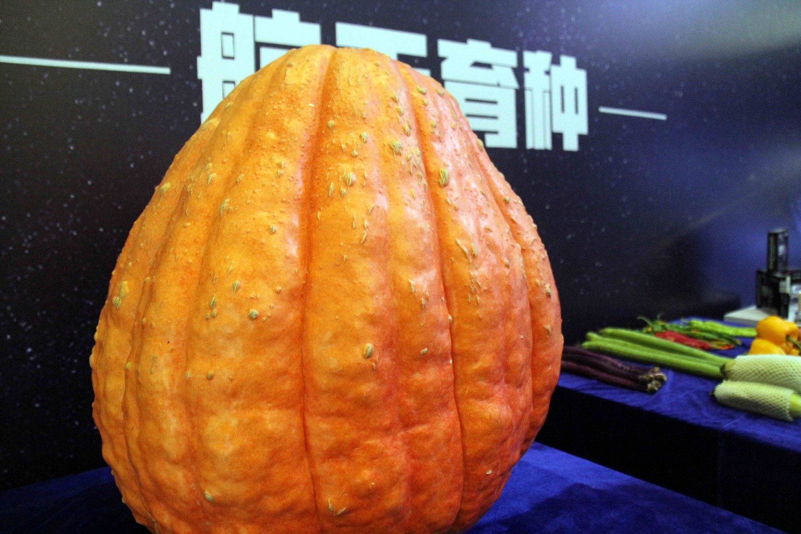 安徽芜湖:宇航员吃的饼干原来是这样,太空育种长出的南瓜真大!|转基因