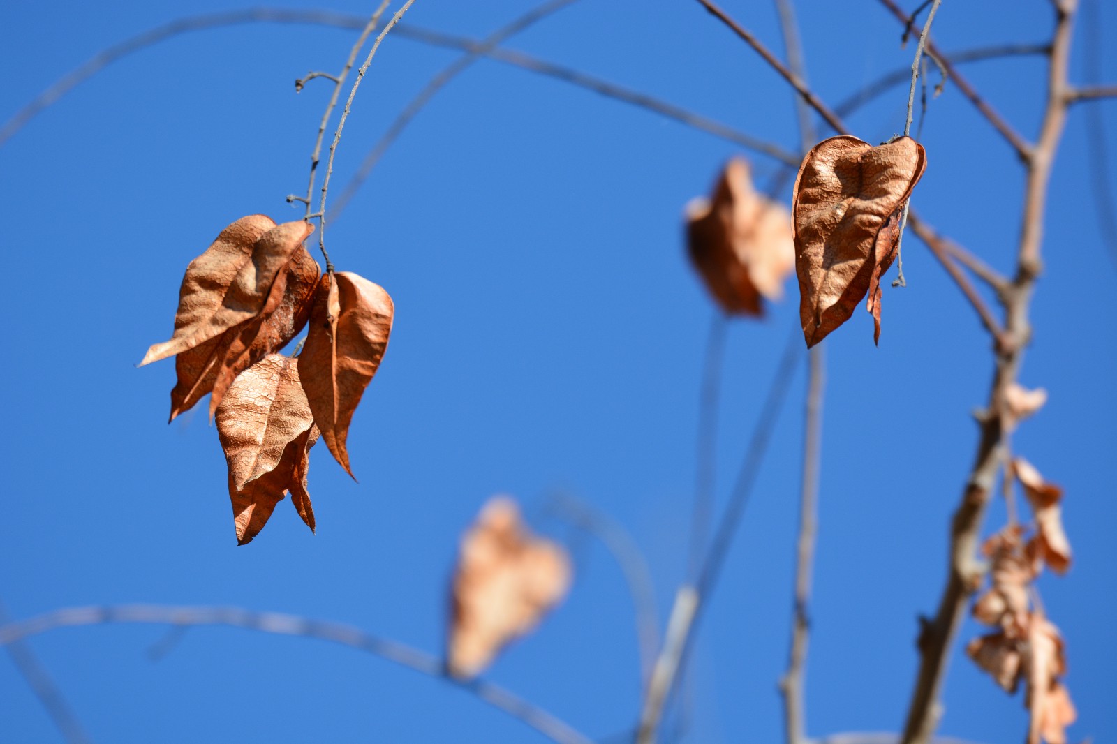 初冬的栾树果子很有意境很漂亮原创摄影