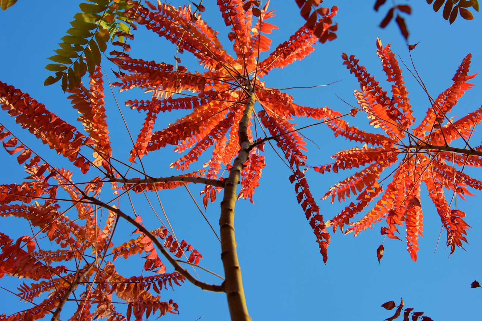 秋天的火炬树在光的映照下熠熠生辉原创摄影