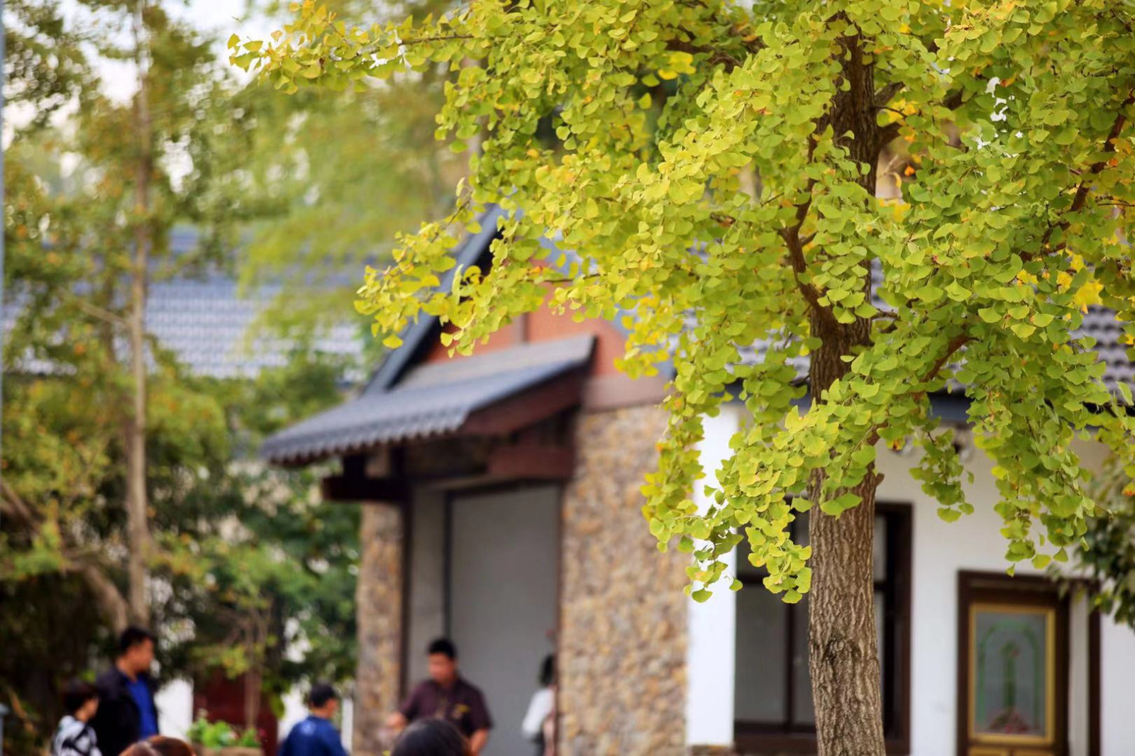 中国银杏之乡长兴十里银杏长廊最精华段方一村